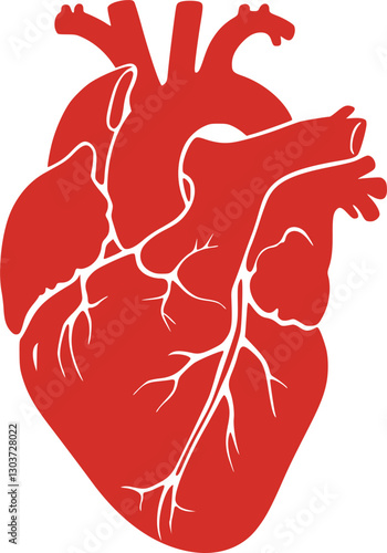 Realistic human heart vector drawing
