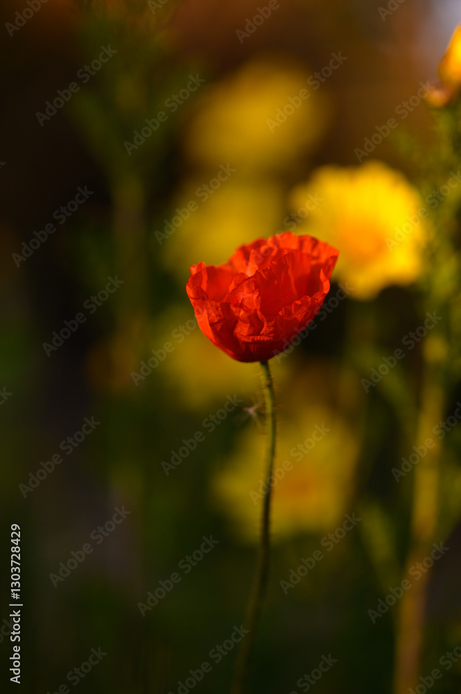 Bright red poppy stands out among vibrant yellow flowers in a serene garden at twilight Bright red poppy stands out among vibrant yellow flowers in a serene garden at twilight