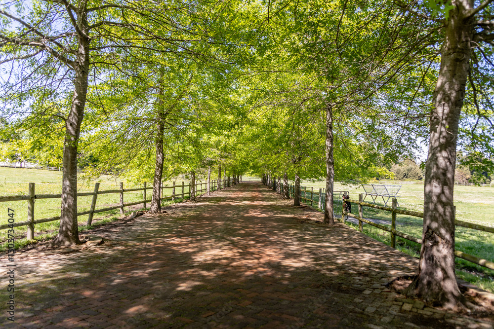 Fototapeta premium rows of trees