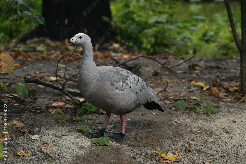 Gray bird standing on the forest floor near fallen leaves in autumn Gray bird standing on the forest floor near fallen leaves in autumn