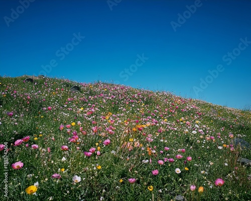 Wallpaper Mural A wide shot of a field covered with multi-colored Ranunculus flowers under a clear blue sky Torontodigital.ca