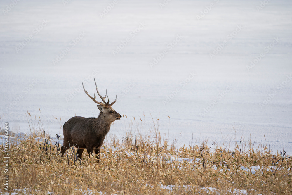 The sika deer (Cervus nippon) The sika deer (Cervus nippon)