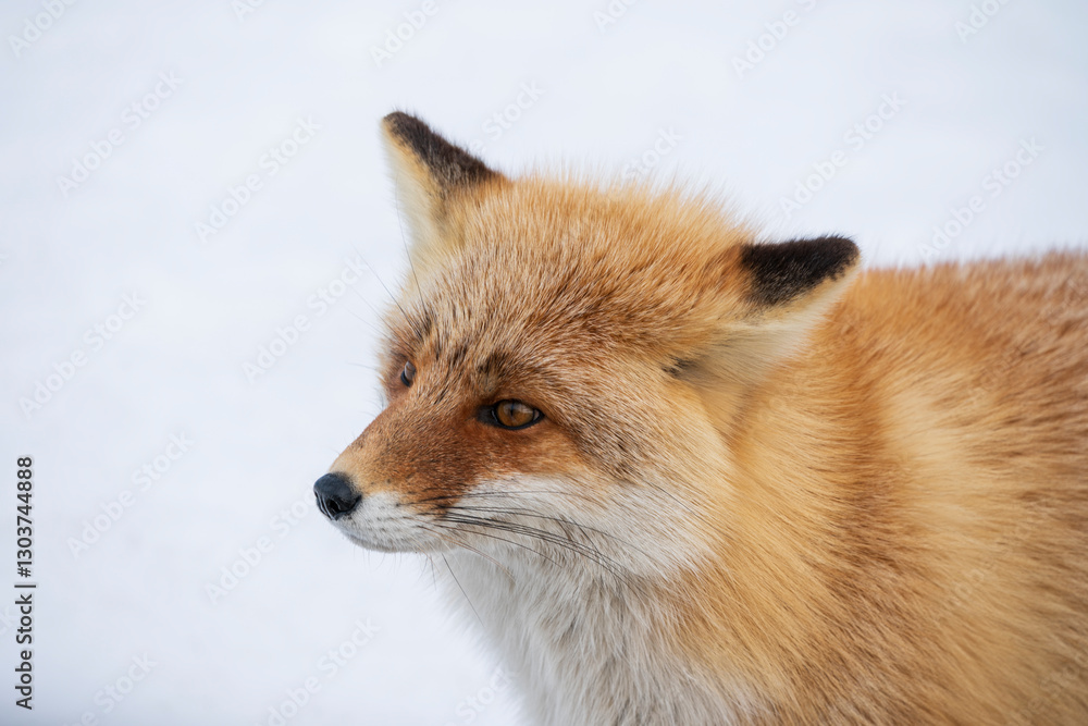Fototapeta premium The red fox (Vulpes vulpes)