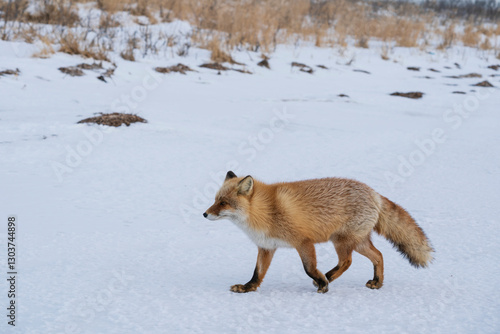 Fotografie The red fox (Vulpes vulpes)