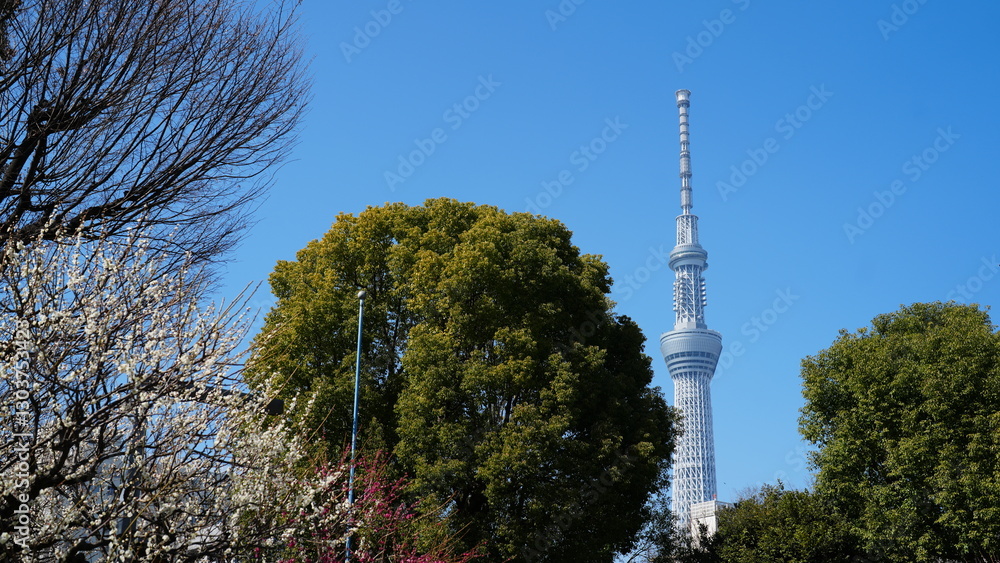 Fototapeta premium 青空とスカイツリー