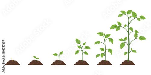 Flat Color Cartoon Vector Plant Growth Stages From Seed To Sprout, Leaf Development, Full-Grown Plant. Green Leaves, Sprouting, Soil, Nature, Agriculture. Concept Of Growth, Development, Farming