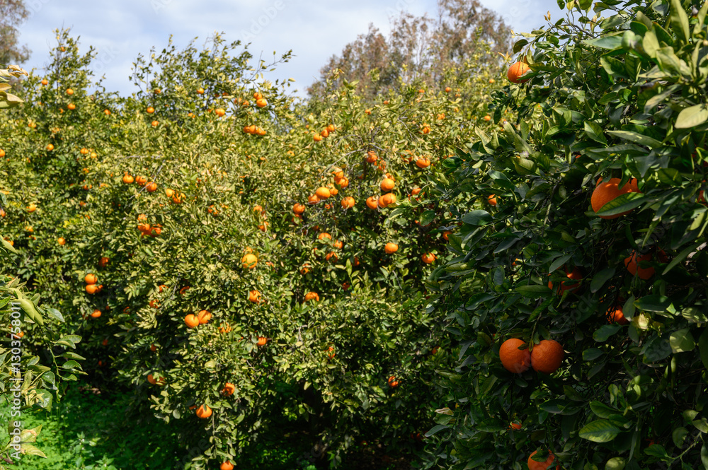 Vibrant orange grove thriving under a clear blue sky on a sunny afternoon Vibrant orange grove thriving under a clear blue sky on a sunny afternoon