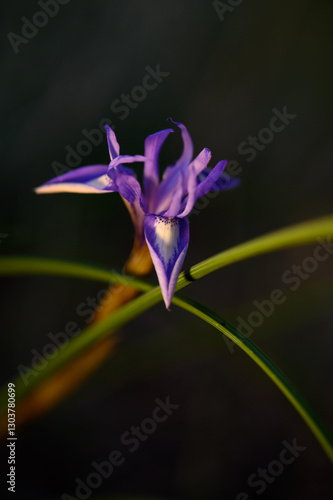 Wallpaper Mural Delicate purple wildflower blooms under soft evening light in a serene natural setting Torontodigital.ca