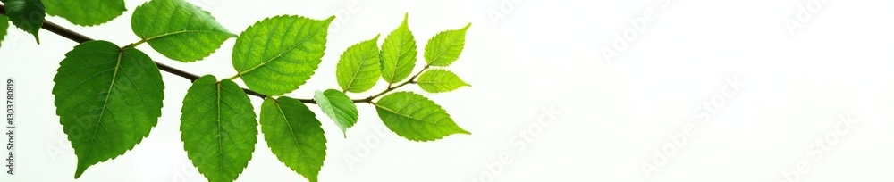 Leafy branch with intricate veins against a bright white backdrop, plants, leaves, branches Leafy branch with intricate veins against a bright white backdrop, plants, leaves, branches