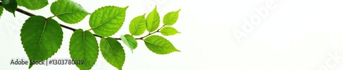 Leafy branch with intricate veins against a bright white backdrop, plants, leaves, branches