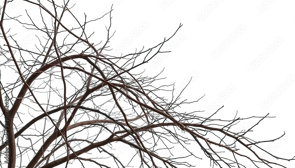 Bare, intertwined branches isolated against pure white backdrop, macro, tree Bare, intertwined branches isolated against pure white backdrop, macro, tree