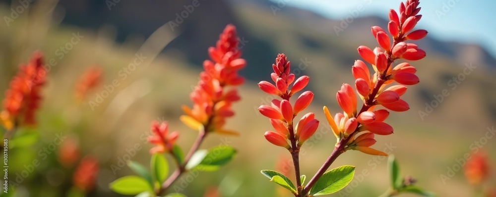 Tamarix articulata flowers bloom in clusters on a stem, Sahara, plant, flora Tamarix articulata flowers bloom in clusters on a stem, Sahara, plant, flora
