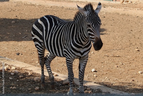 zebra in the zoo