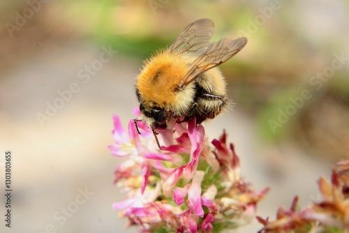 bee on a flower