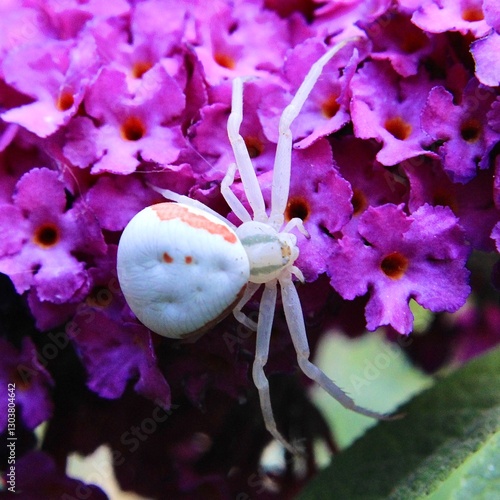 spider on a leaf