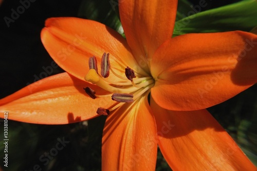 orange tulip flower