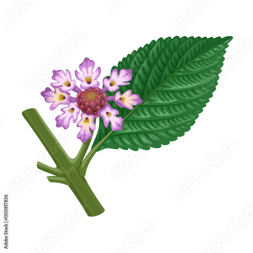 Illustration of flowers and leaves of lippia alba, also known as bushy matgrass, bushy lippia, and juanilama, isolated on a white background.