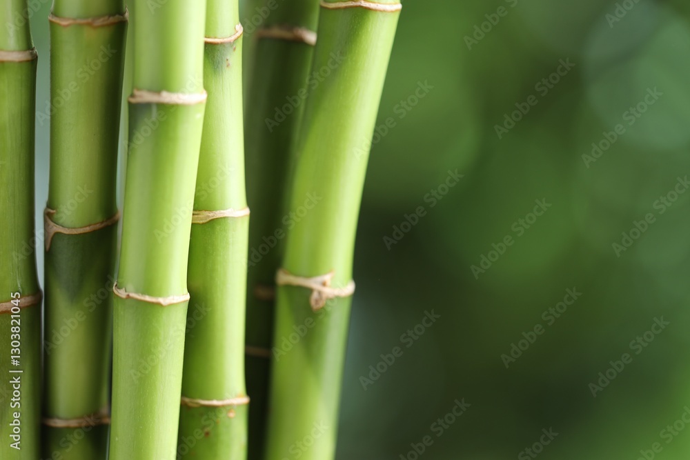 Decorative bamboo stems on blurred green background, closeup. Space for text Decorative bamboo stems on blurred green background, closeup. Space for text