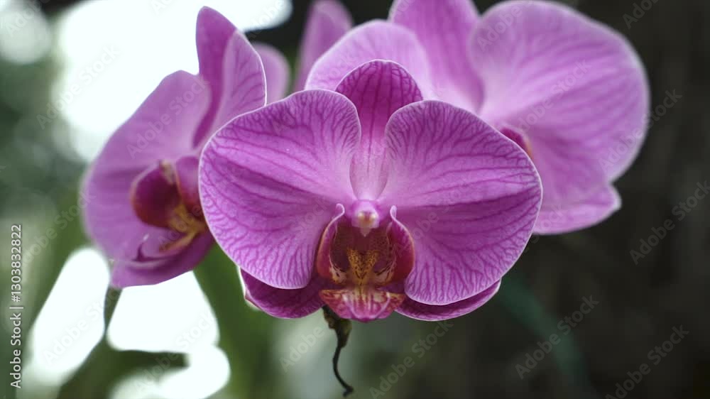 beautiful purple orchid flower in the garden beautiful purple orchid flower in the garden