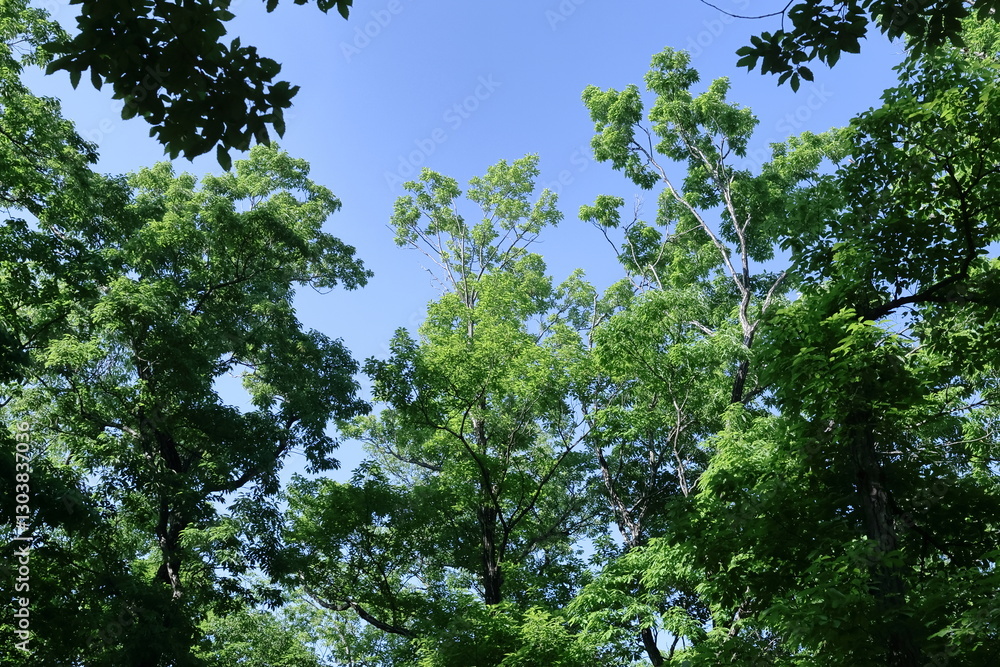 Obraz premium 緑萌える