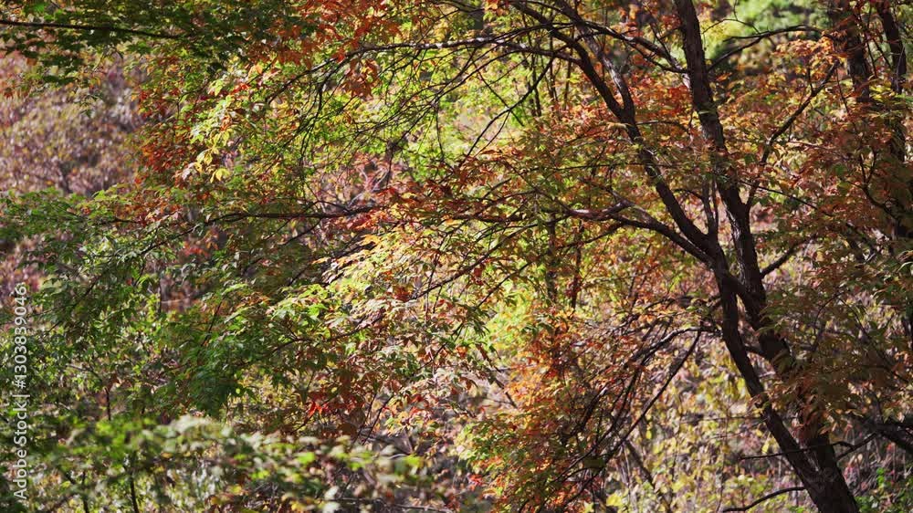 Autumn mountain plants in Northeast China Autumn mountain plants in Northeast China