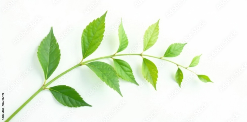 Delicate stem with leaves isolated on white background, green, stems, botanical Delicate stem with leaves isolated on white background, green, stems, botanical