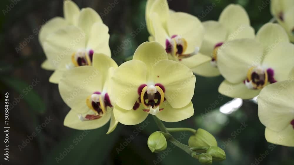 beautiful yellow orchid flower in the garden beautiful yellow orchid flower in the garden