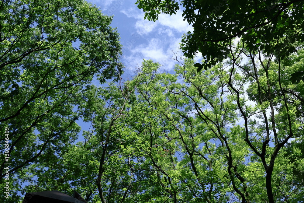 Obraz premium 緑萌える