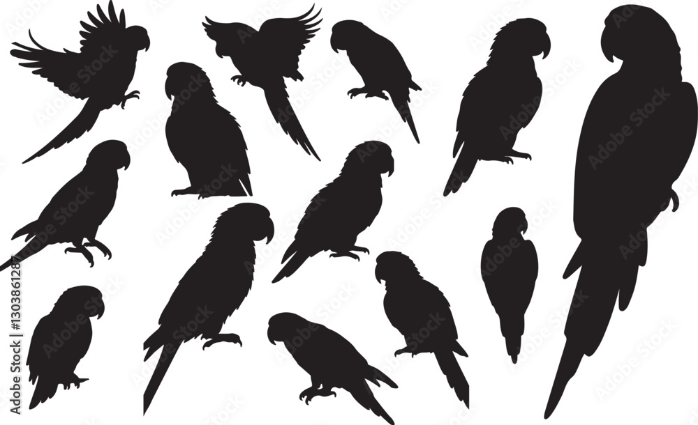 Obraz premium Conure Silhouettes