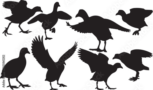 Coot Silhouettes