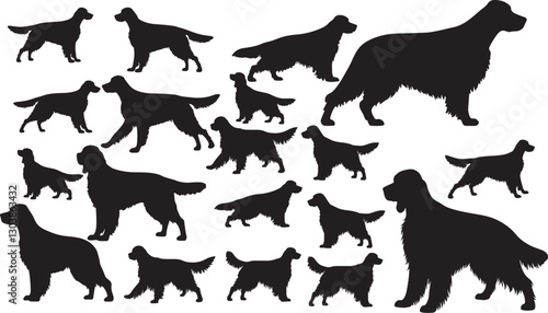 Irish Setter Silhouette on White Background