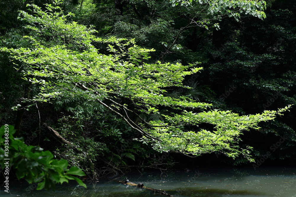 Fototapeta premium 緑萌える