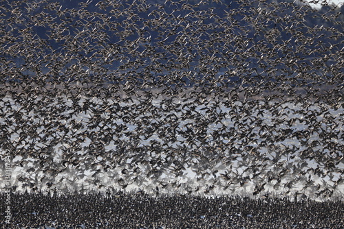 Baikal teal (Sibirionetta formosa), also called the bimaculate duck or squawk duck, is a dabbling duck that breeds in eastern Russia and winters in East Asia. This big floks was photographed in Japan. photo