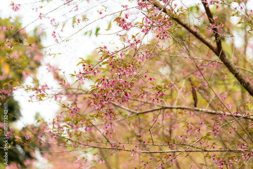 pink cherry blossom