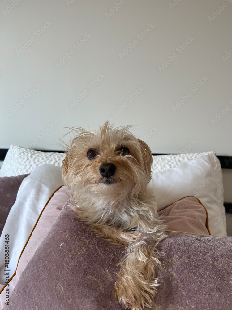Maltese Yorkie dog smiling after waking up from a nap Maltese Yorkie dog smiling after waking up from a nap
