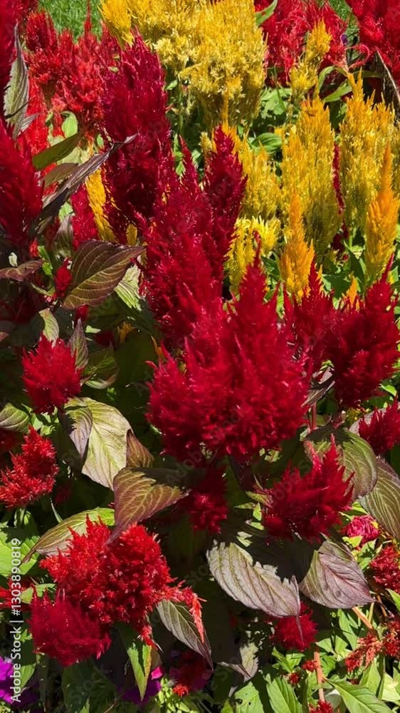 red and yellow flowers growing on Celosia plant outdoors in the garden red and yellow flowers growing on Celosia plant outdoors in the garden