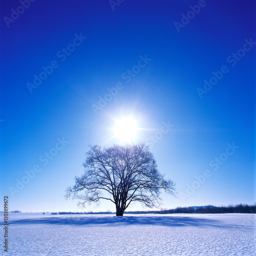 ハルニレの木（豊頃町）