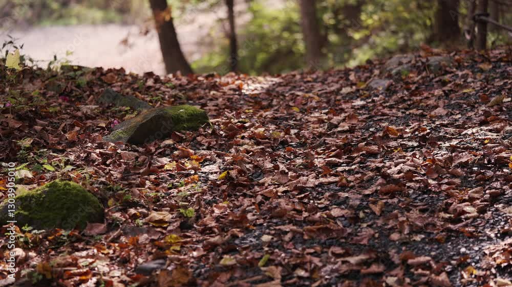 Autumn mountain plants in Northeast China Autumn mountain plants in Northeast China