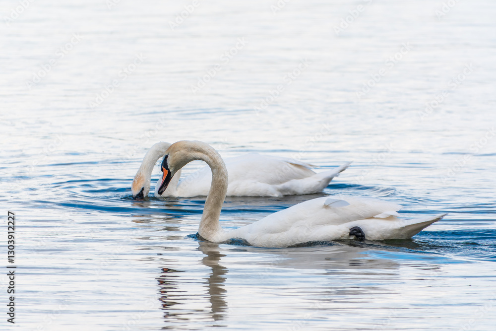 Fototapeta premium Graceful white Swan swimming in the lake, swans in the wild. Portrait of a white swan swimming on a lake.