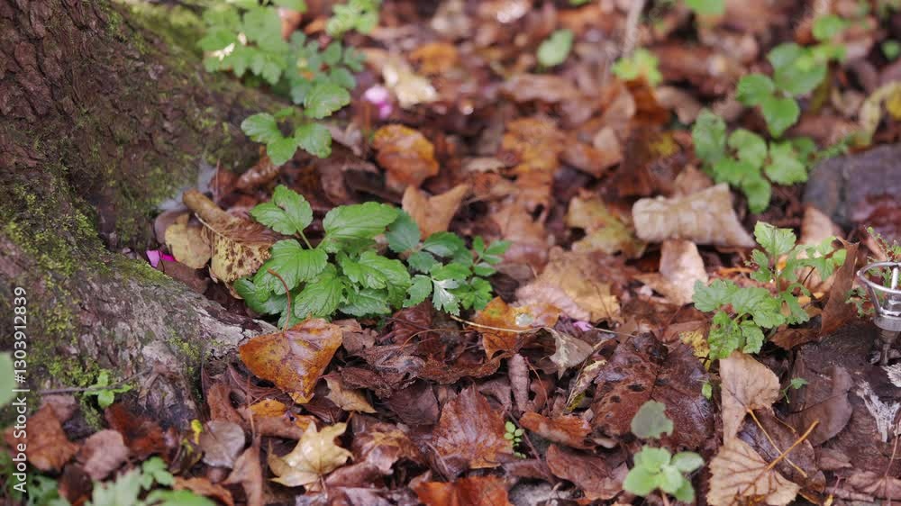 Autumn mountain plants in Northeast China Autumn mountain plants in Northeast China