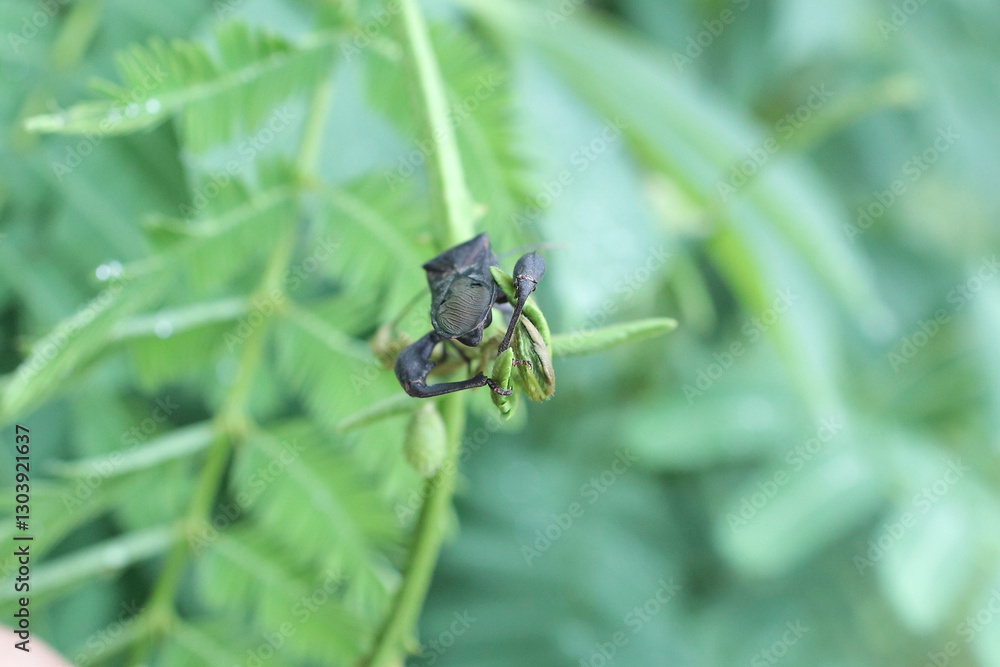 beetle perched on green leaf stem beetle perched on green leaf stem
