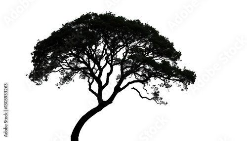 Single, majestic tree silhouetted against a pure white backdrop,  woodland, leaves