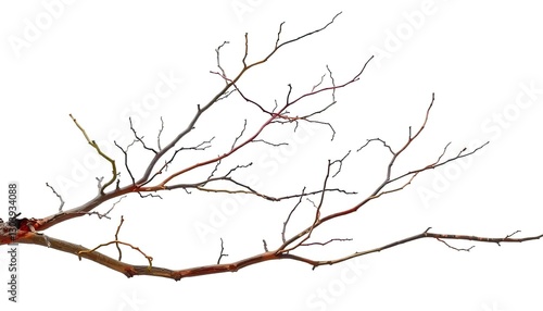 Bare, twisted branches isolated on pure white , flora, illustration