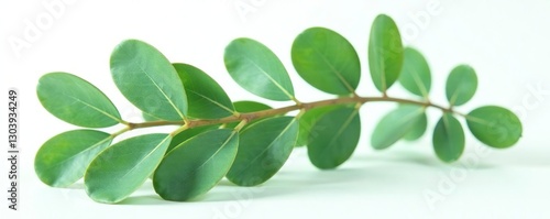 bunch of eucalyptus leaves on white background, leafy greens, eucalyptus