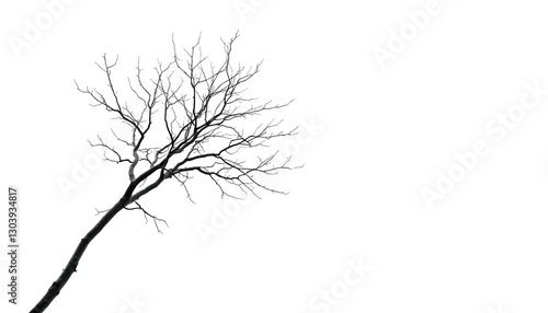 Wallpaper Mural Single deciduous tree, stark branches against bright white, forest, outdoors Torontodigital.ca