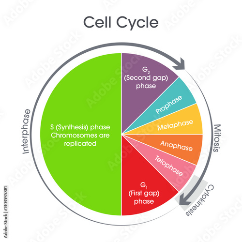 Cell Cycle Biology vector illustration graphic