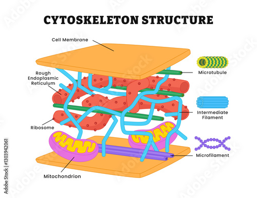 Cytoskeleton structure anatomy diagram, education poster design, labeled cell membrane, rough endoplasmic reticulum, ribosome, microtubule, intermediate filament, microfilament, mitochondrion.
