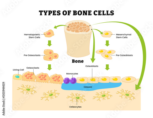 Different types of human bone cells diagram, labeled hematopoietic stem cell, pre osteoclasts, lining cell, monocytes, osteoid, osteocytes, mesenchymal, bone tissue, bone matrix.
