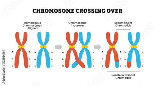 Crossing over chromosomes and homologous division process outline diagram. Genetic recombination,  gene reproduction and replication to recombinant, Crossover mitosis cycle. Vector illustration.