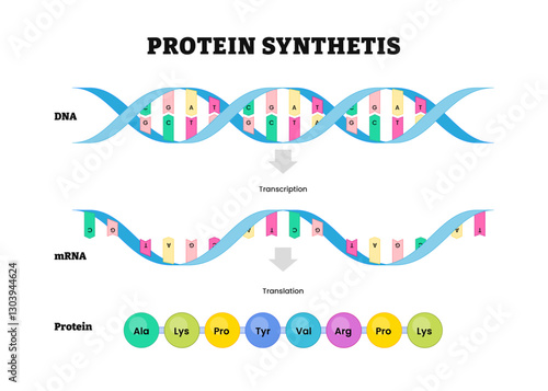 Transcription and translation diagram process, protein synthesis, During transcription a section of DNA converted into a mRNA, ribosomes sequence of amino acids in protein.